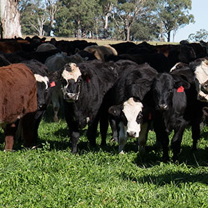 Group of Happy Cattle