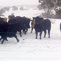 Walcha - Extremes of Climate